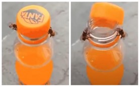 Imagini incredibile: Două albine au reuşit să scoată capacul unui suc de portocale